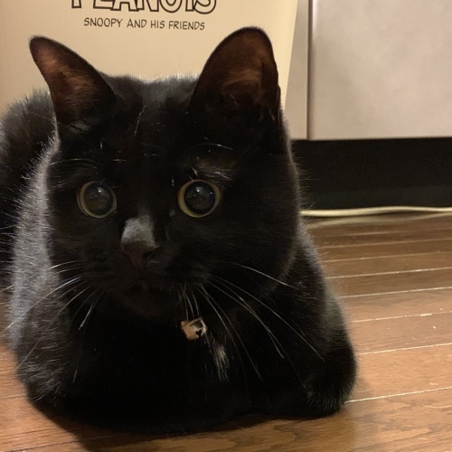 ピーク？？_e0358096_18233199.jpeg
