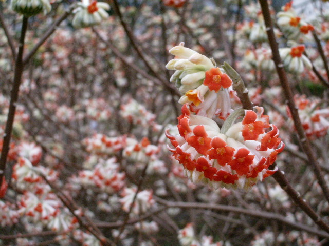 紫陽花・牡丹の芽（そして・ルブラ）_e0025300_18292047.jpg