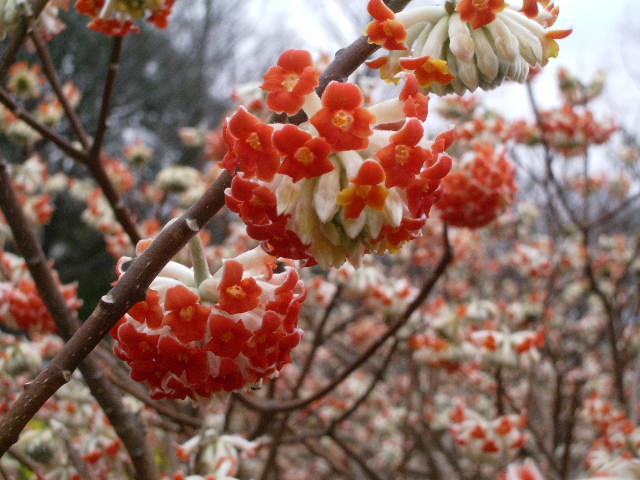 紫陽花・牡丹の芽（そして・ルブラ）_e0025300_18333565.jpg