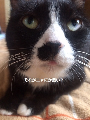 緊張なんてナッシング_f0242002_20283605.jpg