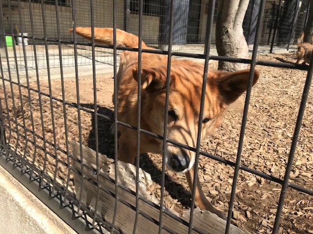 【犬猫・移動先募集】センター(本所)収容(3/6訪問)_f0242002_20394353.jpg