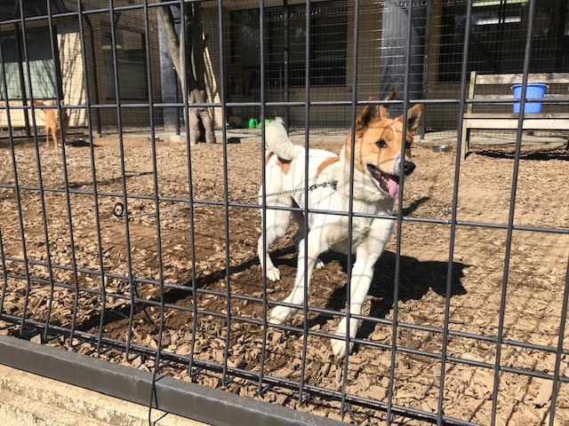 【犬猫・移動先募集】センター(本所)収容(3/6訪問)_f0242002_20395553.jpg