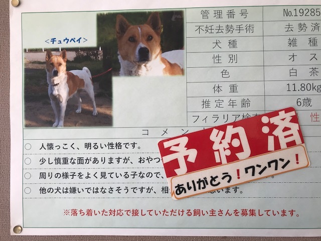 【犬猫・移動先募集】センター(本所)収容(3/6訪問)_f0242002_20440098.jpg