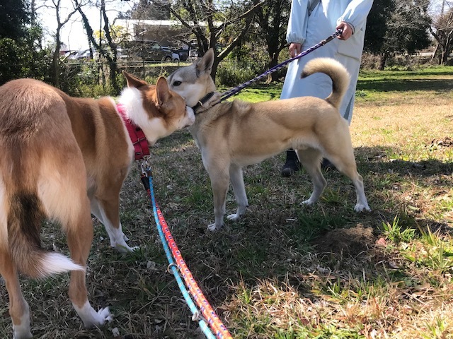 【犬猫・移動先募集】センター(本所)収容(3/6訪問)_f0242002_20455518.jpg