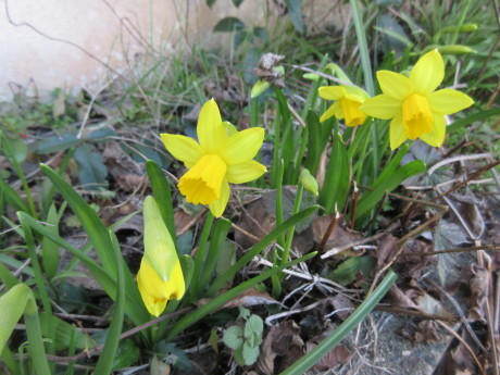 いずれ高菜か川流れ_a0203003_16520889.jpg