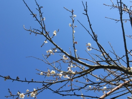 いずれ高菜か川流れ_a0203003_16532291.jpg
