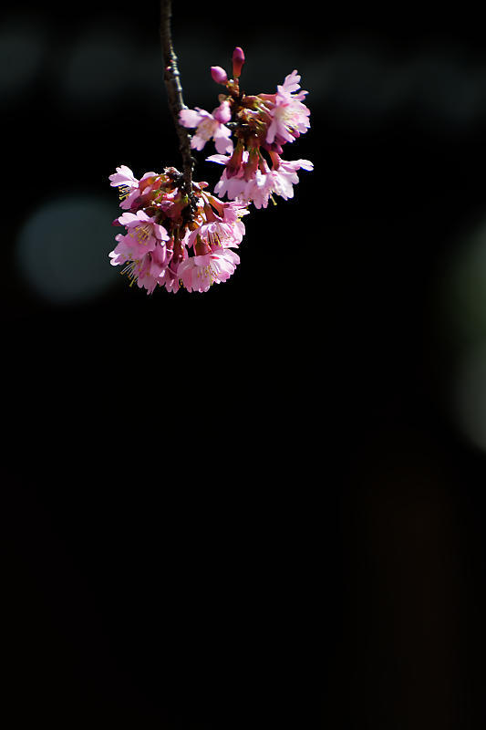もう満開?! おかめ桜@長徳寺_f0032011_19104486.jpg