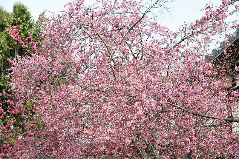もう満開?! おかめ桜@長徳寺_f0032011_19104589.jpg
