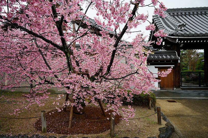 もう満開?! おかめ桜@長徳寺_f0032011_19130500.jpg