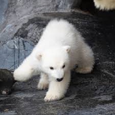 デンマーク生まれの大きい白熊クン デンマーク・コペンハーゲン動物園の赤ちゃんの名前が 