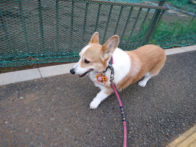 ’19年 10月ダイジェスト part2_e0071225_15490716.jpg