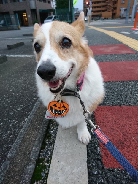 ’19年 10月ダイジェスト part2_e0071225_15491904.jpg