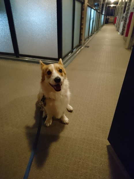 ’19年 10月ダイジェスト part2_e0071225_15494213.jpg