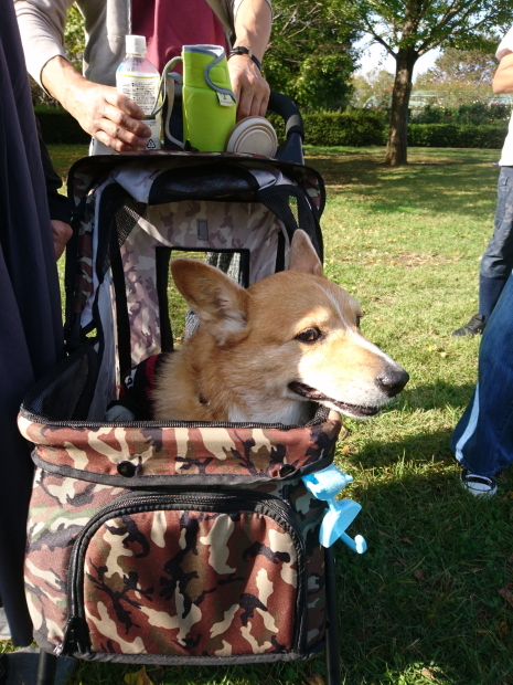 ’19年 10月ダイジェスト part2_e0071225_15504037.jpg