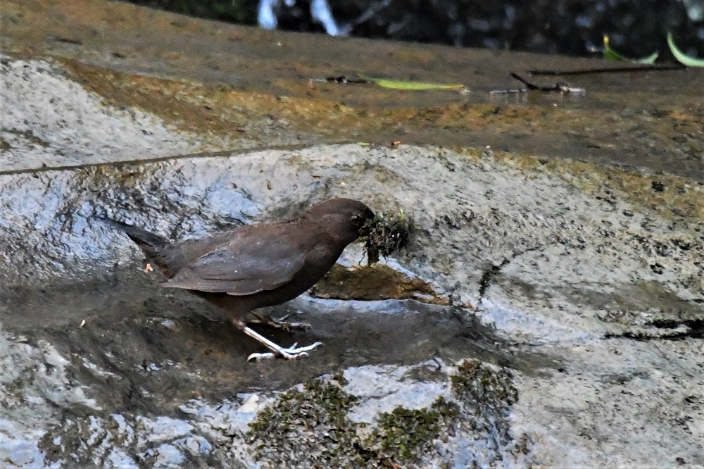 渓流でカワガラスさんに・・・_b0405327_16272293.jpg