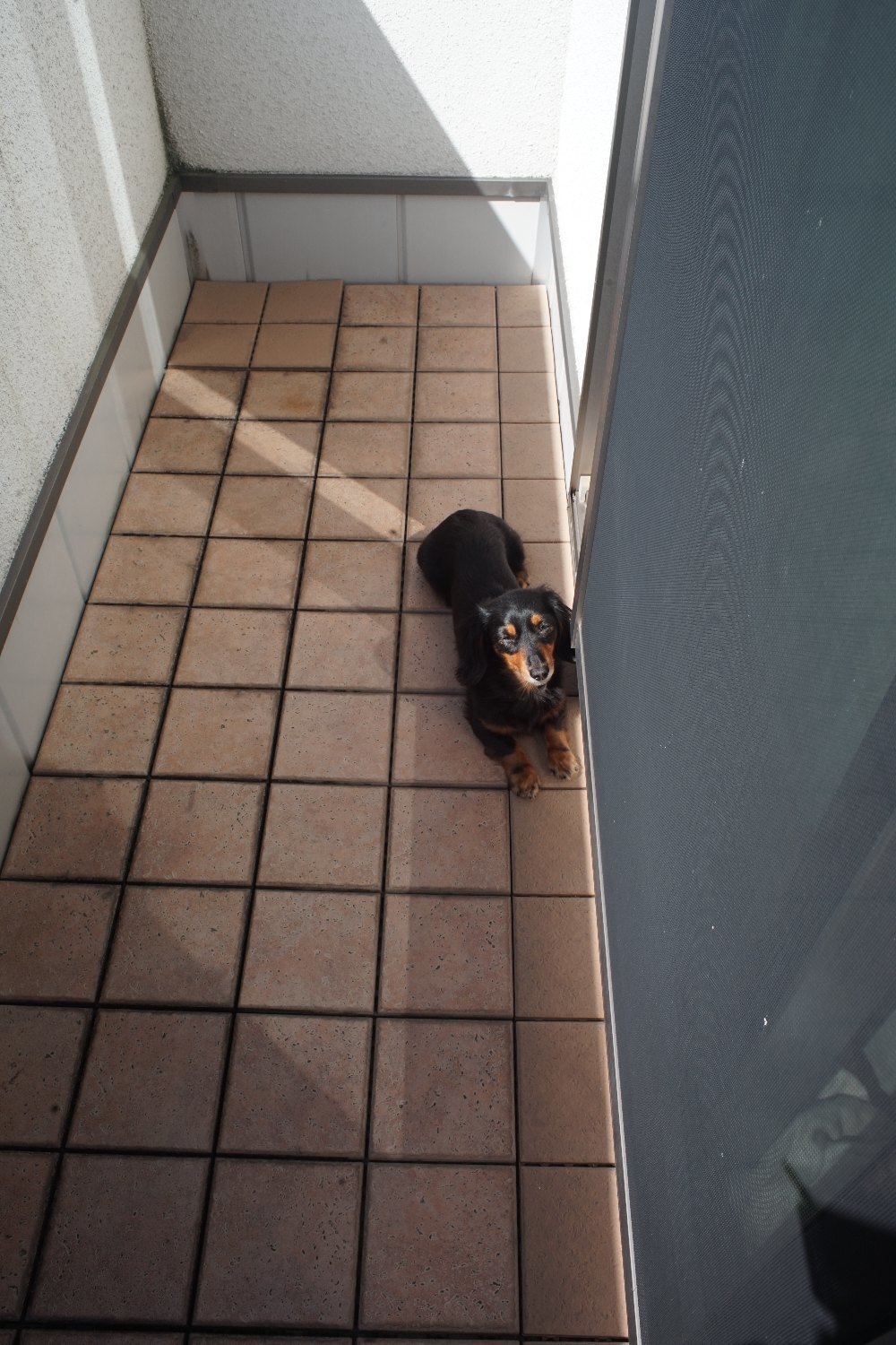 MC W. Rokkor SI 28mm F2.5 で_b0069128_13144359.jpg