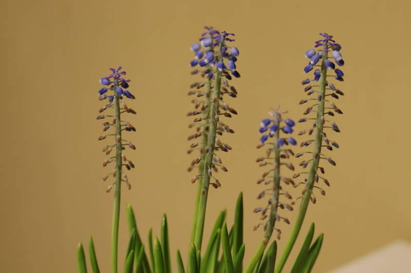 早春の花「ムスカリ」に春が来る。_a0214329_15260780.jpg