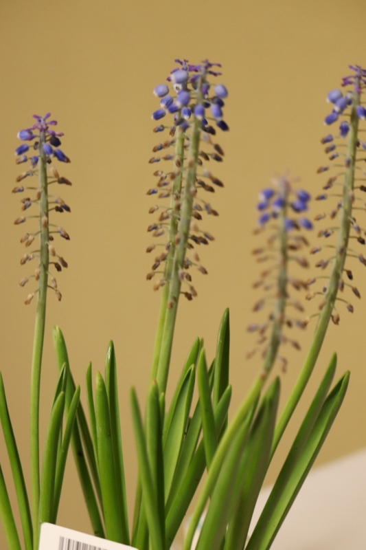 早春の花「ムスカリ」に春が来る。_a0214329_15282910.jpg