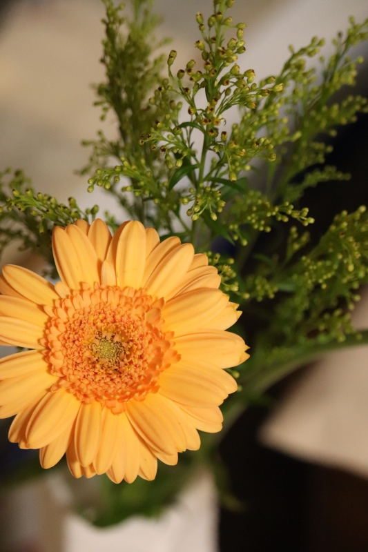 早春の花「ムスカリ」に春が来る。_a0214329_15313158.jpg