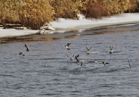 解氷したサロベツ川 サロベツ発 富士元寿彦