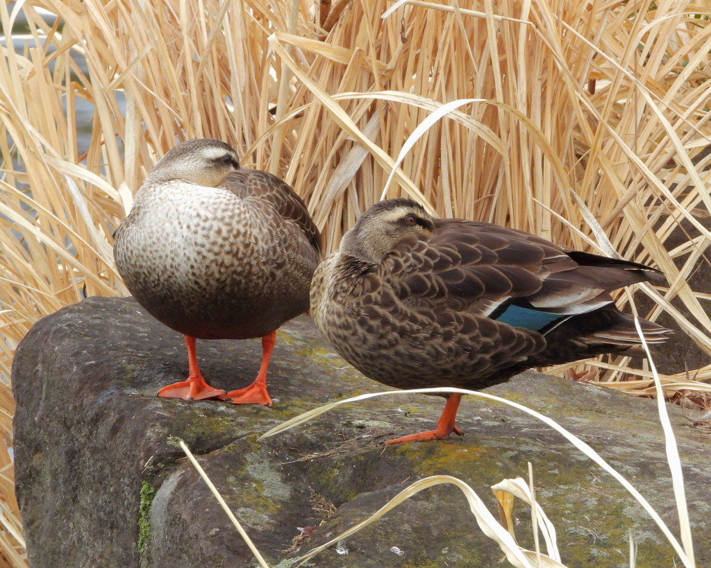 三ツ寺公園とその周辺で_c0305565_17442758.jpg