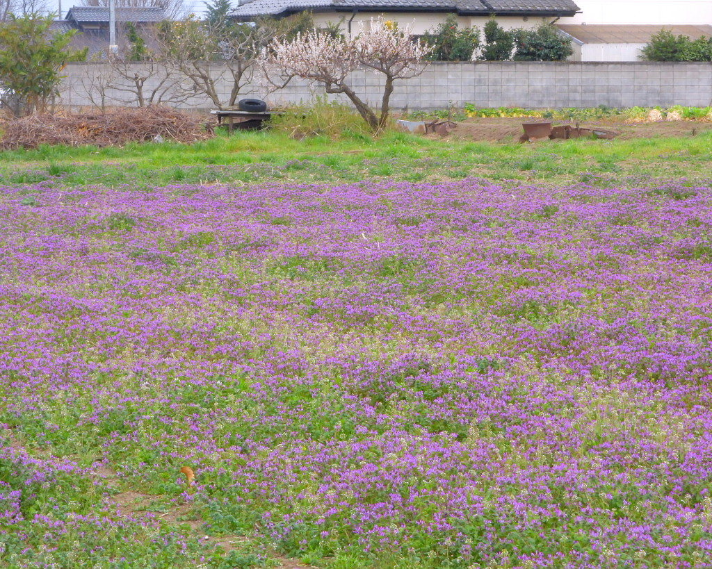 三ツ寺公園とその周辺で_c0305565_17470812.jpg