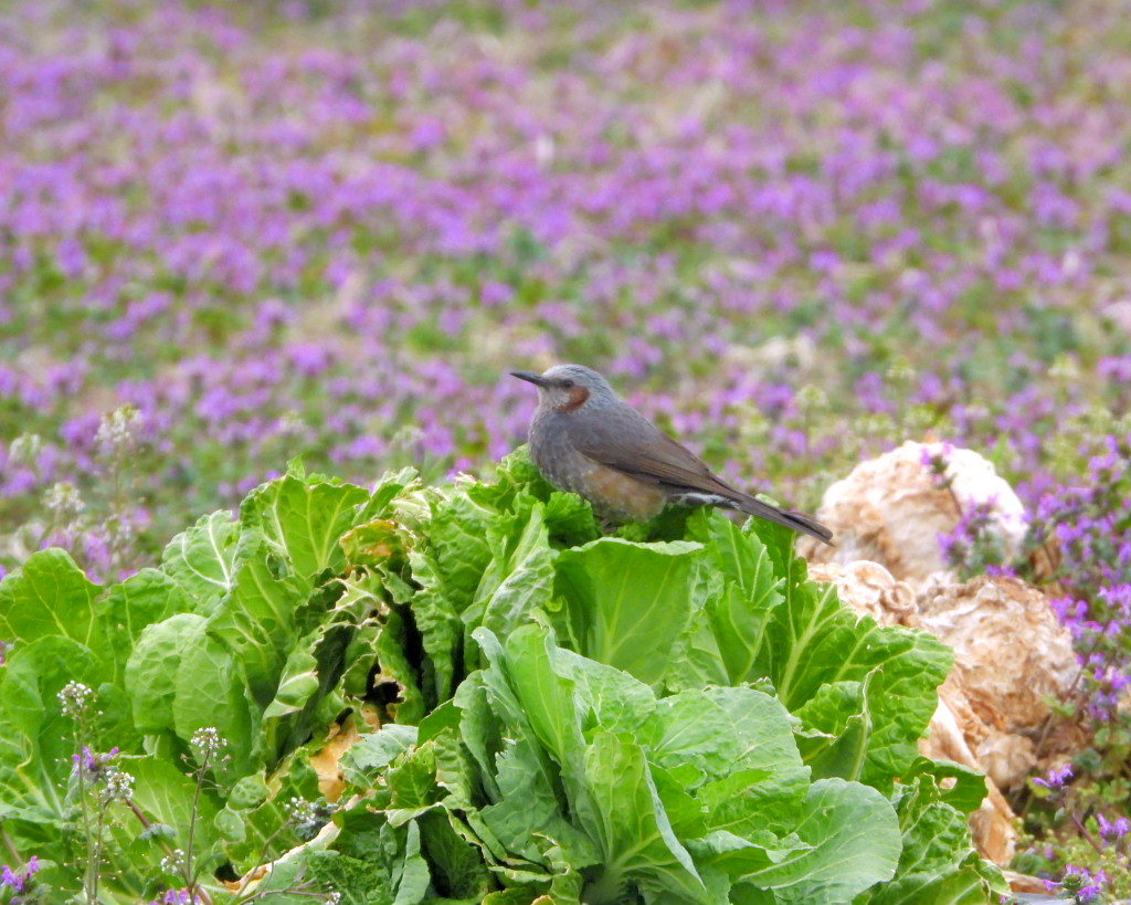 三ツ寺公園とその周辺で_c0305565_17480845.jpg