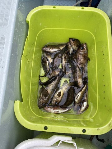 三池港から遊漁船に乗りメバル釣りに行きました ステンドグラスルーチェの日常 三池港から遊漁船に乗りメバル釣りに行きました ステンドグラスルーチェの日常