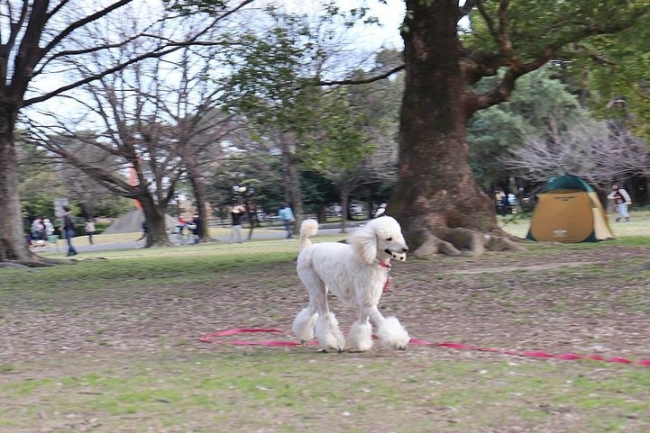 いつもの公園だけどいつもの公園じゃない感じ。_b0111376_14495525.jpg
