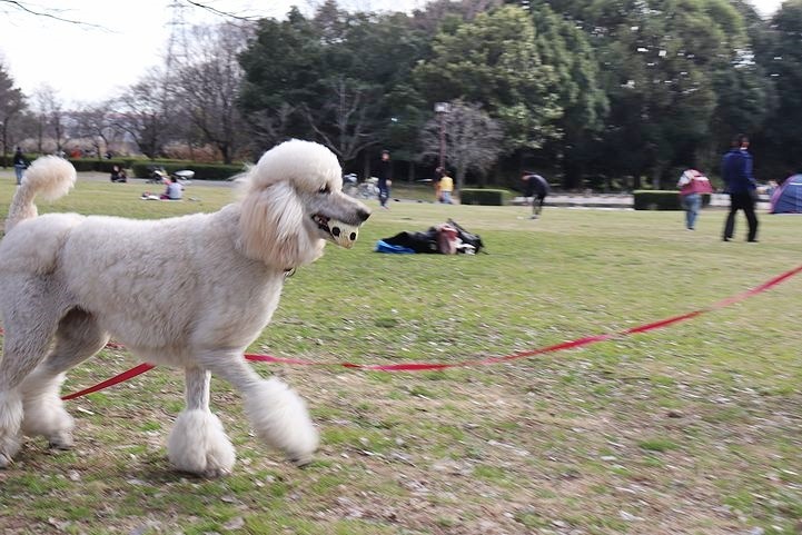 いつもの公園だけどいつもの公園じゃない感じ。_b0111376_14550869.jpg