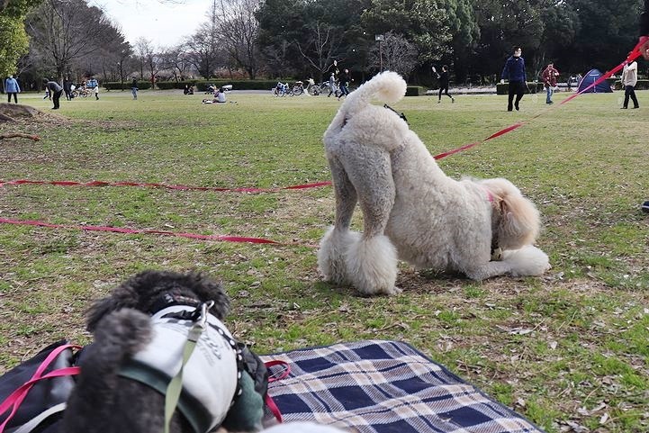 いつもの公園だけどいつもの公園じゃない感じ。_b0111376_15015387.jpg