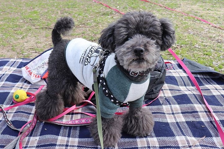 いつもの公園だけどいつもの公園じゃない感じ。_b0111376_15022642.jpg
