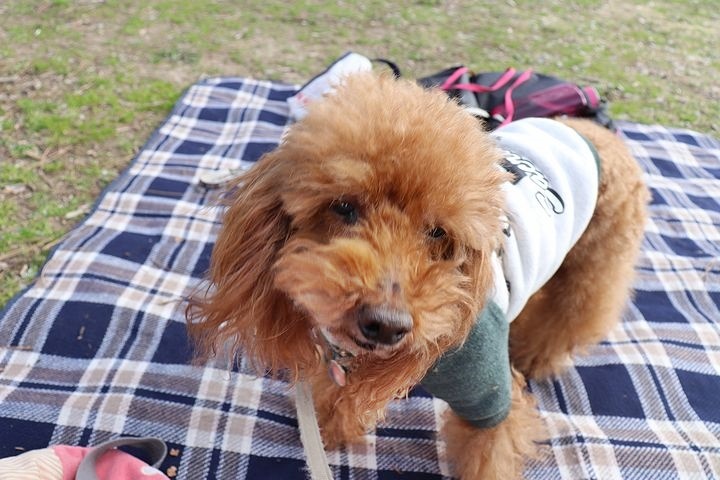 いつもの公園だけどいつもの公園じゃない感じ。_b0111376_15040872.jpg