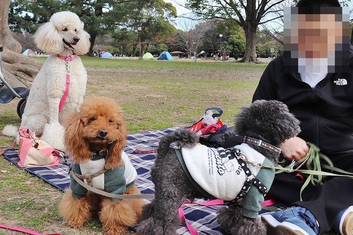 いつもの公園だけどいつもの公園じゃない感じ。_b0111376_15043671.jpg