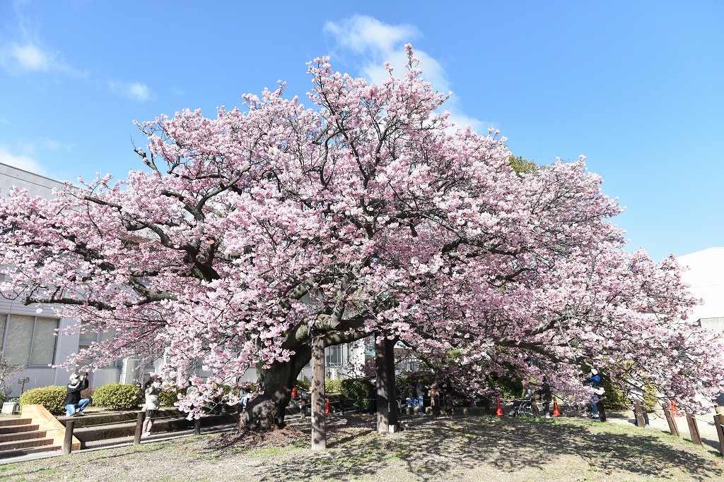 蓬莱桜 食品乾燥機 木原製作所ブログ 蓬莱桜 食品乾燥機 木原製作所ブログ