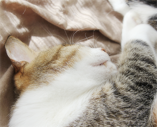 遺された猫_a0389088_17524700.jpg