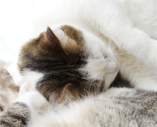 遺された猫_a0389088_17524752.jpg