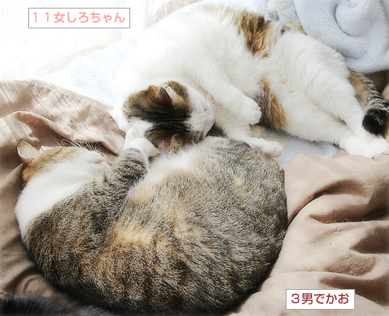 遺された猫_a0389088_17524760.jpg