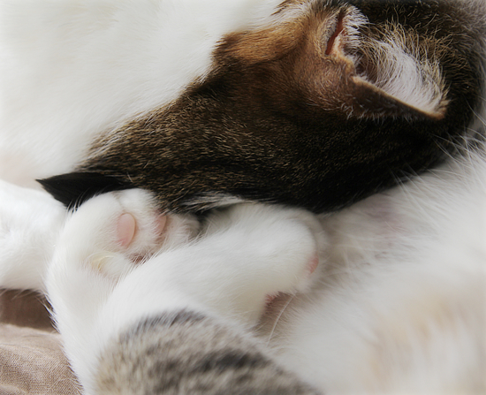 遺された猫_a0389088_17524766.jpg