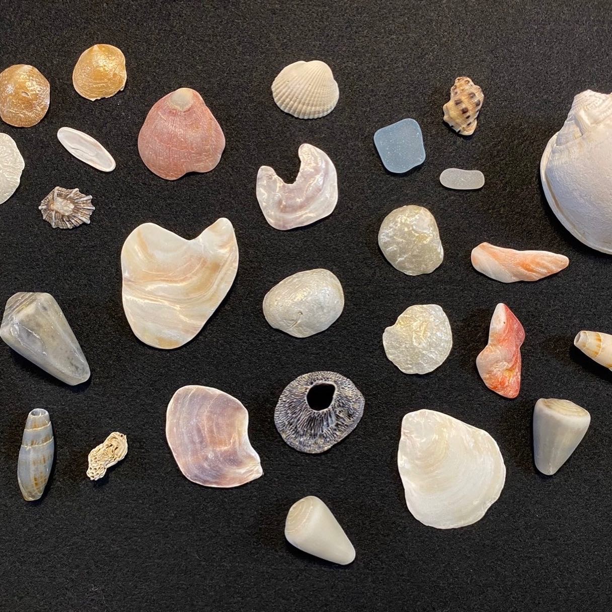 貝殻拾い🐚_c0203401_11212561.jpeg