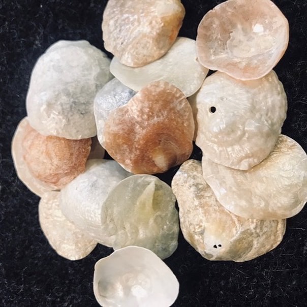 貝殻拾い🐚_c0203401_11220884.jpeg