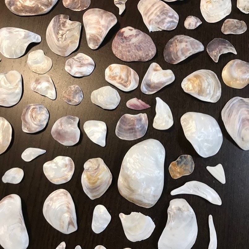 貝殻拾い🐚_c0203401_11222541.jpeg