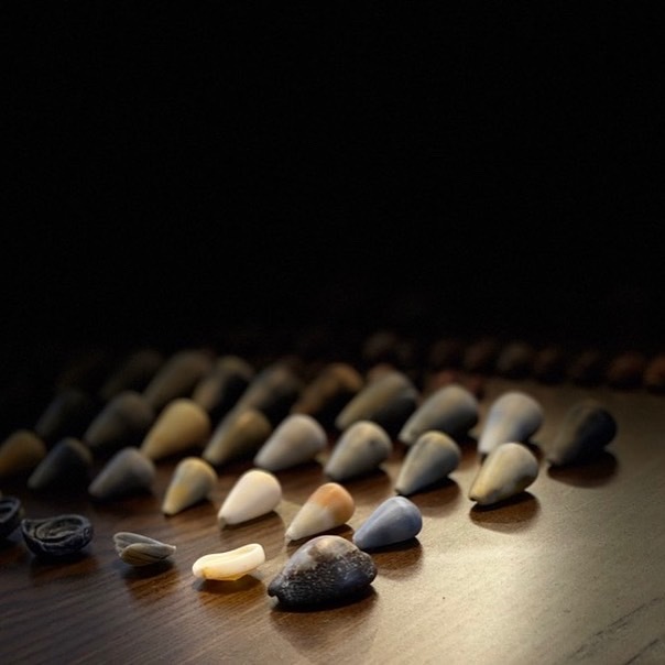 貝殻拾い🐚_c0203401_11224538.jpeg