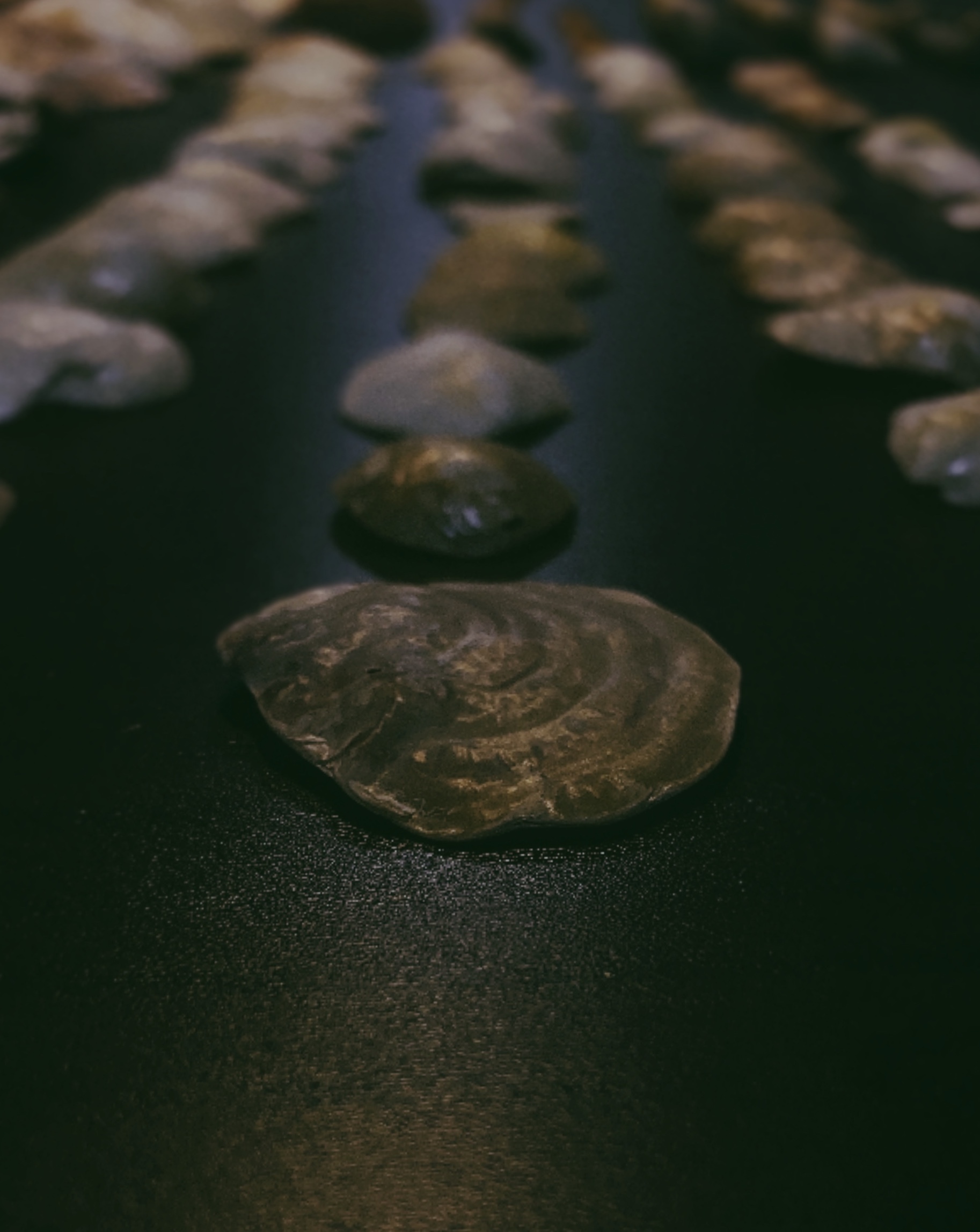 貝殻拾い🐚_c0203401_11232521.jpeg