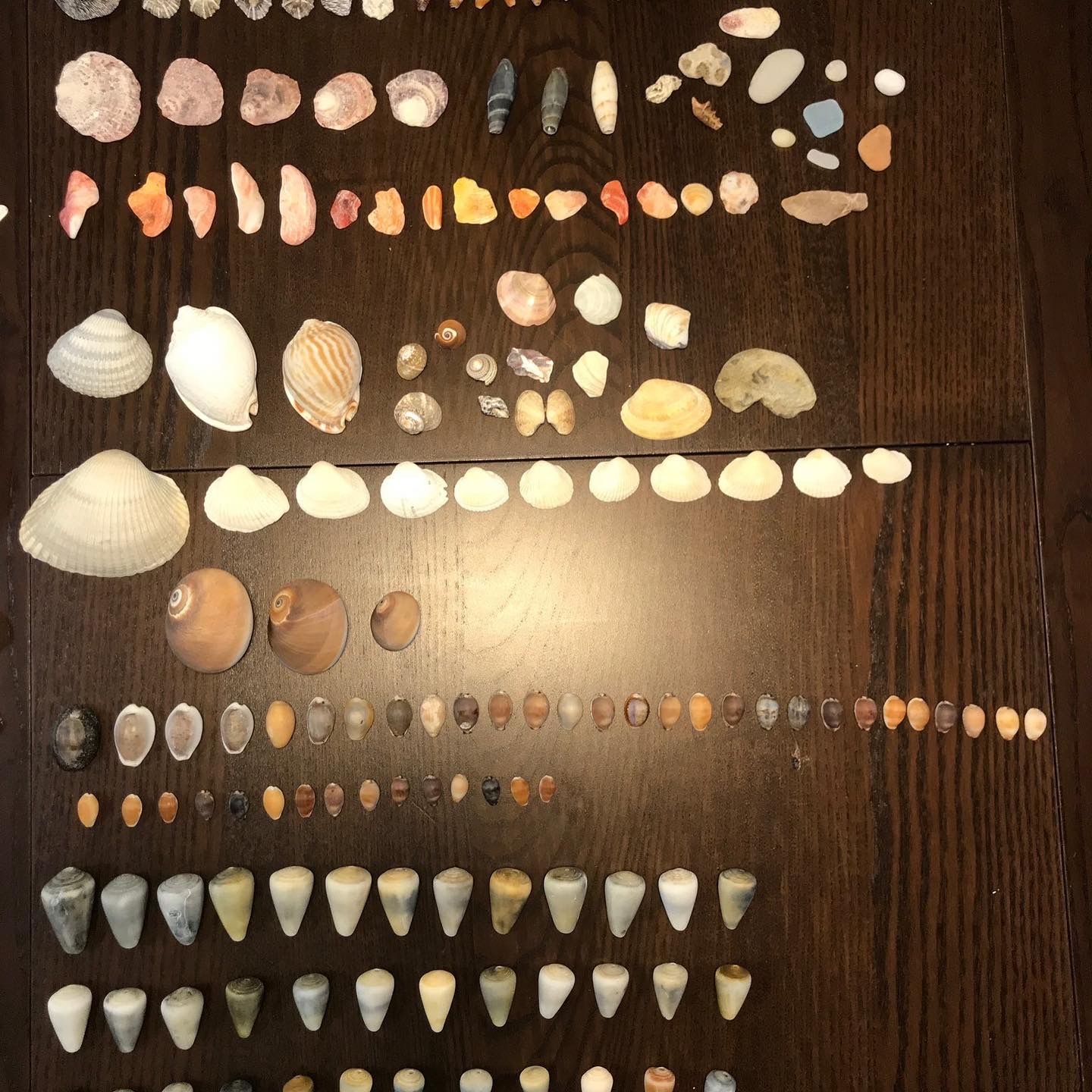 貝殻拾い🐚_c0203401_11234909.jpeg