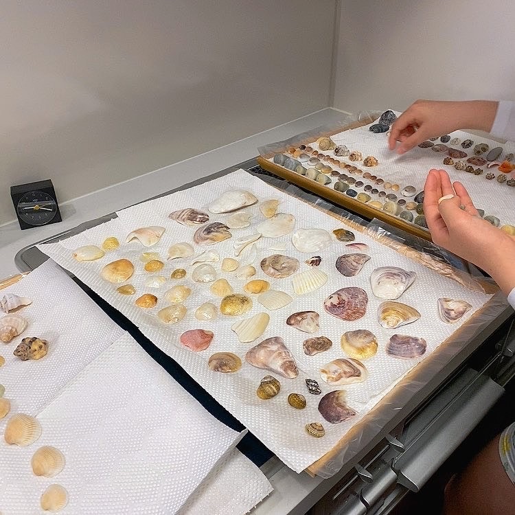 貝殻拾い🐚_c0203401_11240930.jpeg