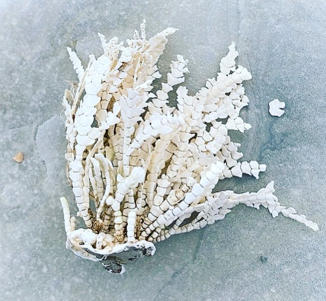 貝殻拾い🐚_c0203401_11295666.jpeg