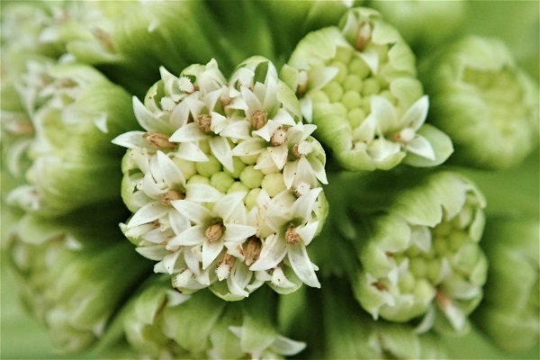フキ 蕗の花 里山の四季 フキ 蕗の花 里山の四季