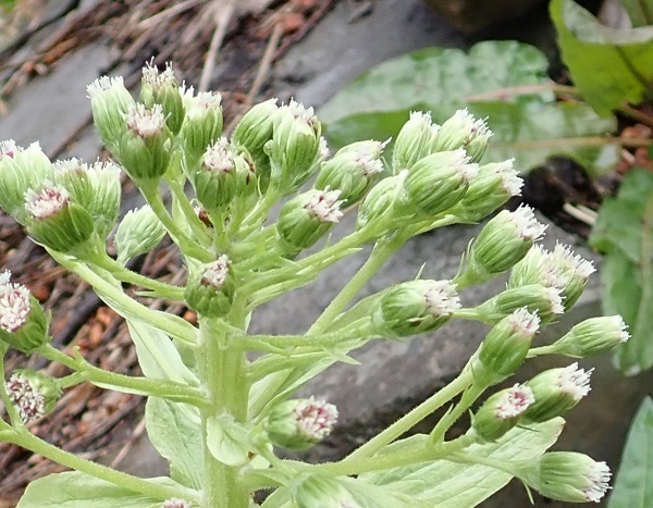 フキ 蕗の花 里山の四季