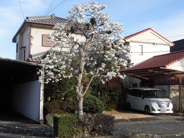 植物は正直だ! 今年はこの時期に早くもハクモクレンが散り始め_f0141310_07371404.jpg